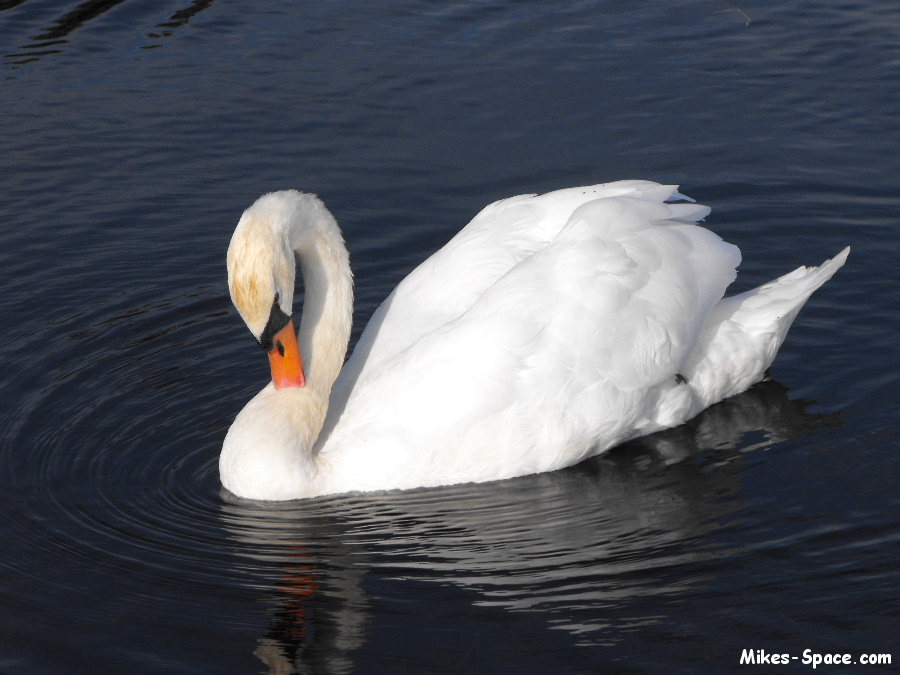 Mute Swan cleaning itself