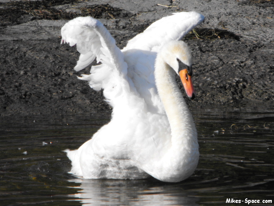 Mute Swan flapping its wings