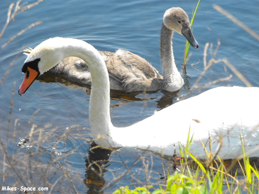 Mute Swan with its young