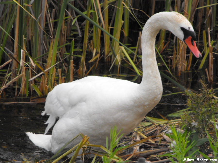 Swan getting out of the water