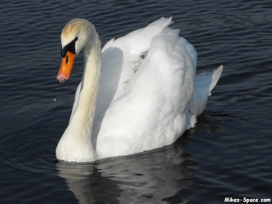 Mute Swan