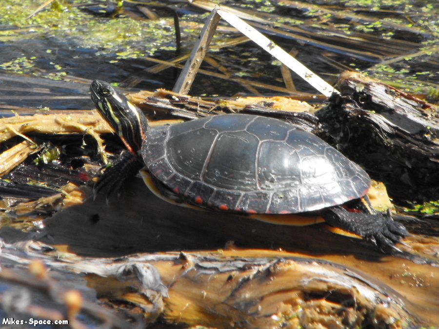 Painted Turtle