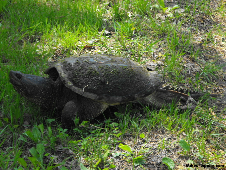 snapping turtle