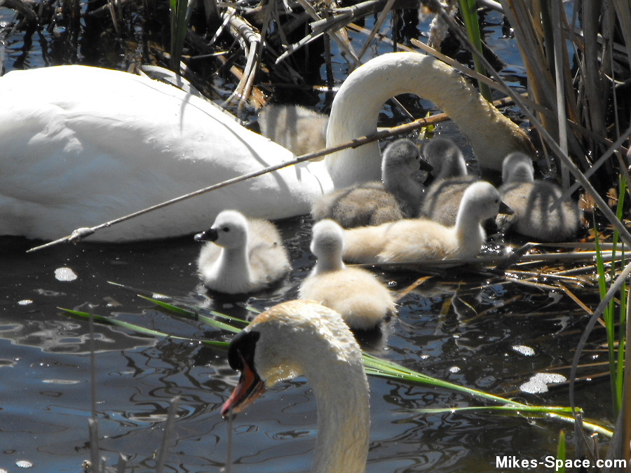 Family of swans at their nest.