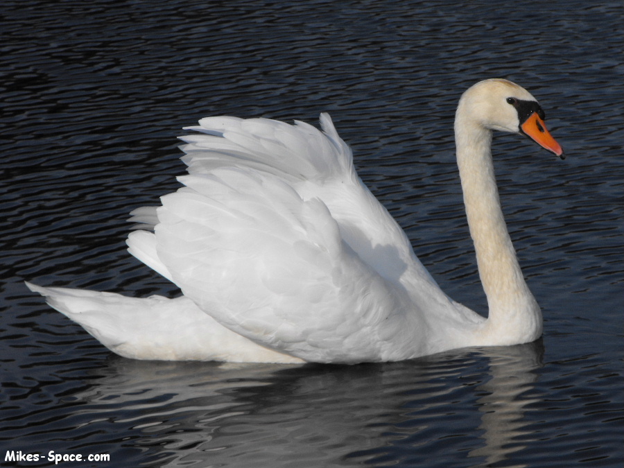 White Mute Swan