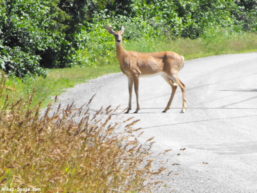 White-Tailed Deer at Presquile Park.