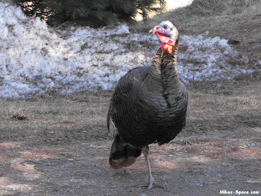 Wild Turkey