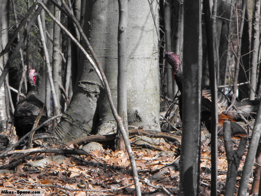 Wild Turkeys