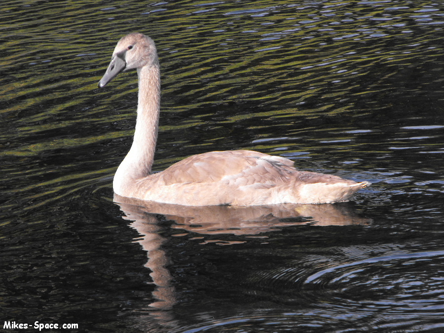 Young Mute Swan